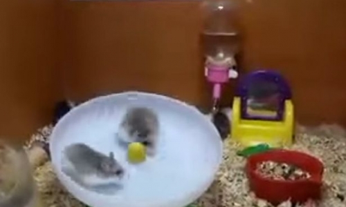 Hai chú chuột giúp con người cười cả ngày