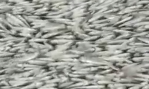 Hàng nghìn con cá chết ở biển Đỏ