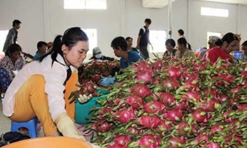Trái cây Thái ‘mượn’ Việt Nam tiến vào Trung Quốc