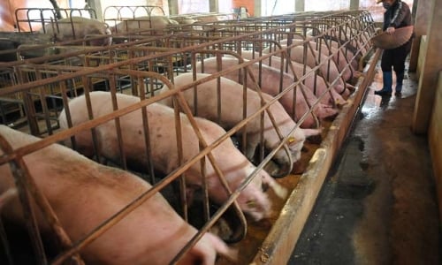 Lợn có chất cấm ngập chợ Hà Nội