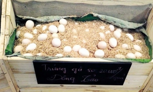 Vì sao trứng gà Đông Tảo đắt gấp 20 lần trứng gà ta?