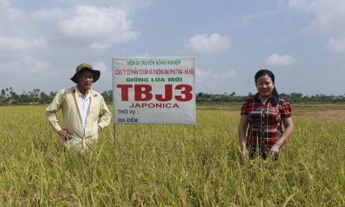 Triển vọng đưa giống lúa TBJ3 làm nên thương hiệu lúa gạo Việt Nam