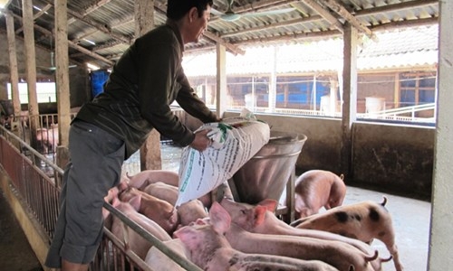 Dùng chất cấm trong chăn nuôi: Kiến nghị quy định thành tội danh