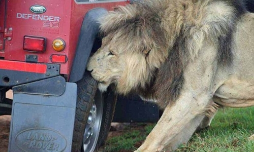 Khách du lịch hoảng hồn khi thấy sư tử tấn công và ăn lốp xe