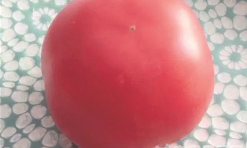 Rụng rời quả cà chua Trung Quốc 80 ngày không hỏng