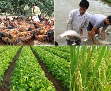 Nông nghiệp Việt Nam cần có “nhạc trưởng” để hội nhập