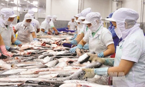 Xuất khẩu cá tra sang Trung Quốc diễn biến khó lường   