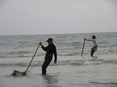 Nhọc nhằn nghề cào ngao biển tại huyện Quỳnh Lưu
