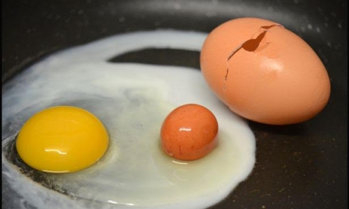 Gà đẻ trứng trong trứng