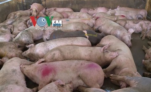 Hai lô lợn bệnh lọt vào thị trường TP Hồ Chí Minh