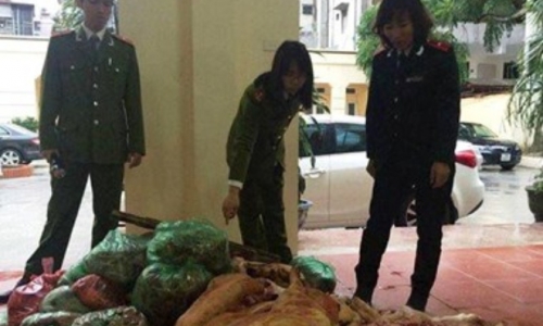 Hà Nội: Thu giữ 1 tấn lợn thối được “phù phép” thành thịt tươi
