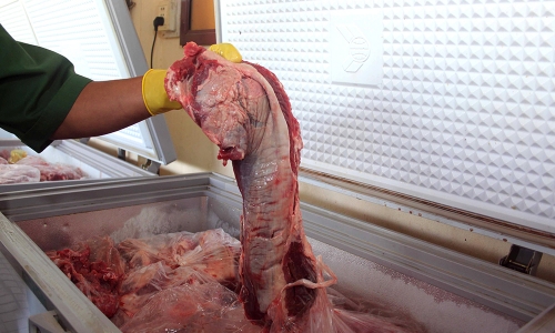 Bắt quả tang hơn 3 tấn thịt trâu đang được “hô biến” thành thịt bò