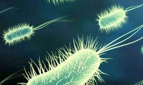 Loạn khuẩn ruột do kháng sinh