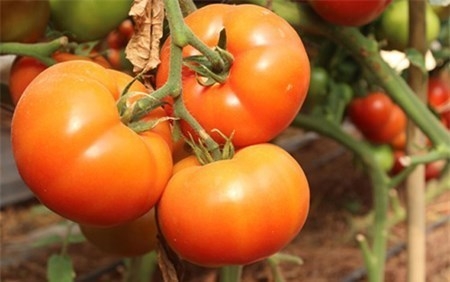 70.000 đồng/kg cà chua sau Tết
