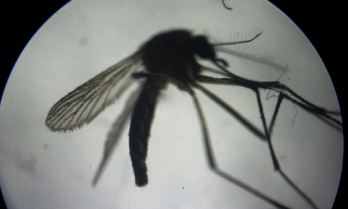 CDC cảnh báo nguy cơ lây nhiễm Zika qua đường tình dục