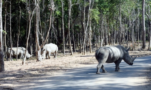 Tê giác tại Vipearl Safari Phú Quốc có nguồn gốc trong nước