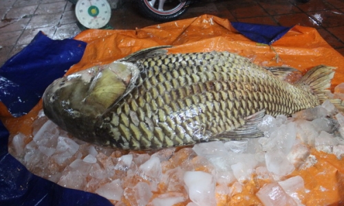 Cá hô nặng hơn 100 kg 'cập bến' Sài Gòn