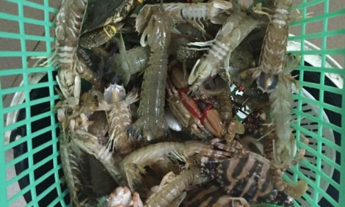 Cá chết hàng loạt ở miền Trung: Người tiêu dùng lo sợ khi ăn hải sản