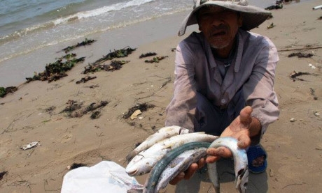 Chỉ đạo của Thủ tướng về hiện tượng cá chết bất thường tại các tỉnh ven biển miền Trung
