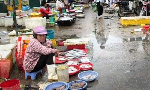 Công bố số điện thoại nóng hỗ trợ thu mua cá của ngư dân