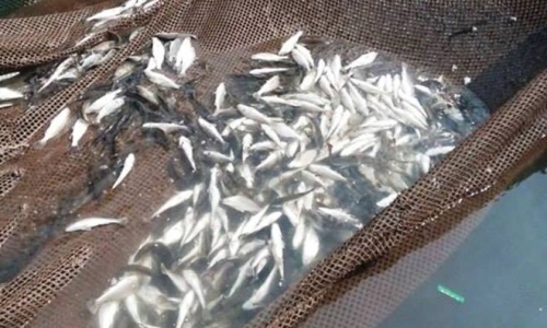 Nhiều tấn cá lồng chết bất thường ở cửa biển Thanh Hóa