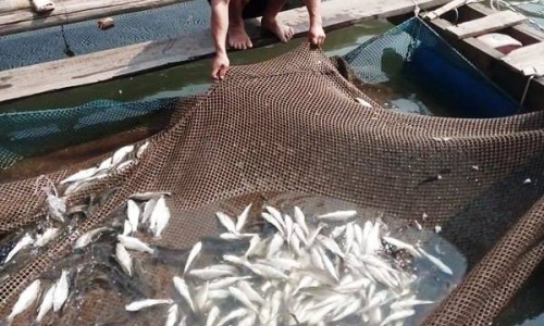 Thanh Hóa: Cá chết hàng loạt ở cửa sông đổ ra biển