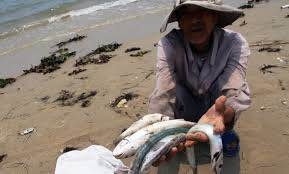 Hỗ trợ khẩn cấp người dân thiệt hại do hải sản chết bất thường