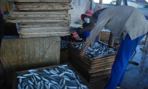 Phát hiện 30 tấn cá nục nhiễm độc phenol ở Quảng Trị