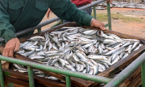 Bộ y tế vào cuộc vụ cá nục nhiễm độc Phenol ở Quảng Trị