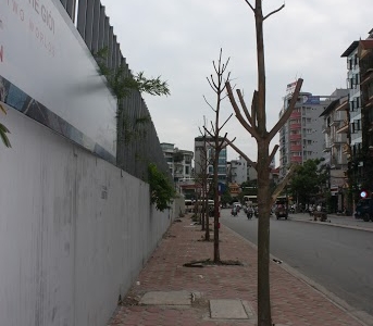 Thủ đô: hàng loạt cây chết khô, bật gốc 