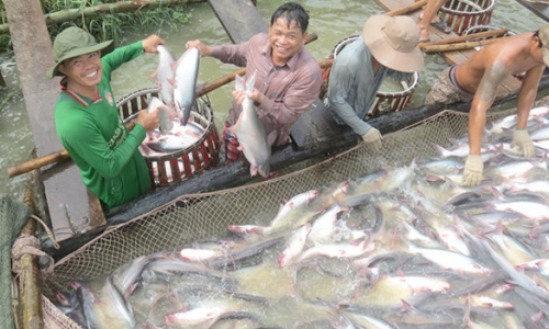  Cảnh giác việc thương lái Trung Quốc mua cá tra quá lứa