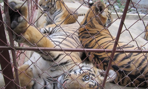 Đối tượng giết và buôn bán hổ trái phép được cấp phép nuôi hổ bảo tồn: Chuyện thật như đùa?