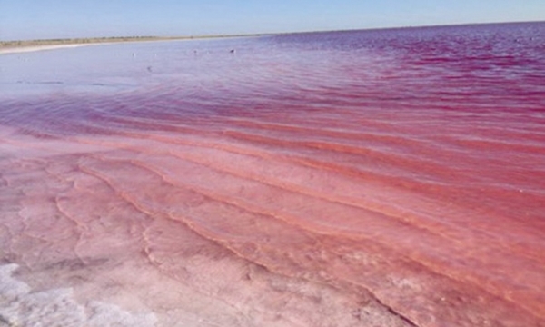 Hồ nước chuyển hồng vào tháng 8 hằng năm
