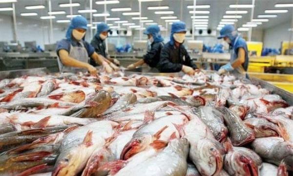 Cần cảnh giác khi xuất khẩu cá tra sang Trung Quốc