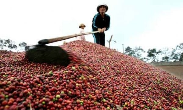 Xuất khẩu cà phê tăng cao