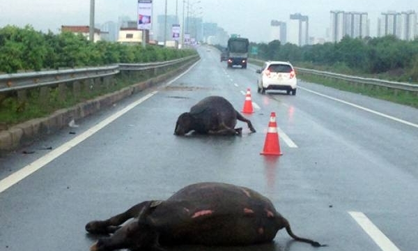Thả rong trâu, bò trên cao tốc: mối nguy tai nạn giao thông luôn rình rập