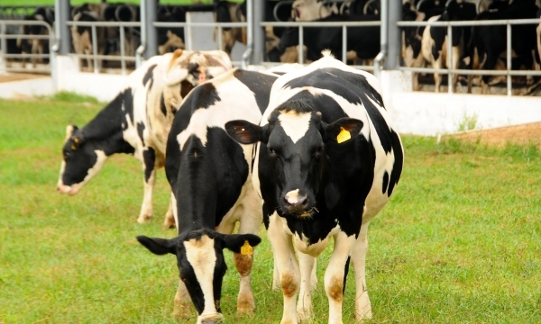 Đại gia ngành sữa với trang trại bò trải khắp Việt Nam