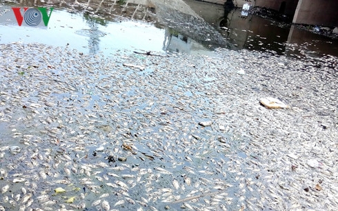 Cá chết nổi kín trên kênh Đa Cô gần nhà máy Coca Cola
