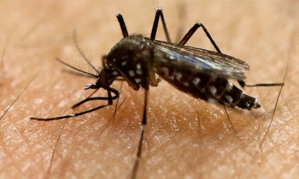 Tìm thấy virut Zika trong mắt người trưởng thành