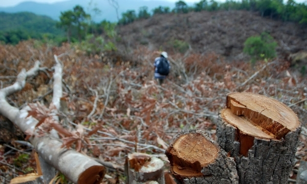 Phú Yên: Cảnh cáo cán bộ để 108 ha rừng bị đốn trụi