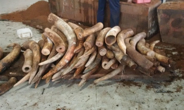 Hải quan cửa khẩu Cảng Sài Gòn phát hiện hàng tấn ngà voi nhập lậu