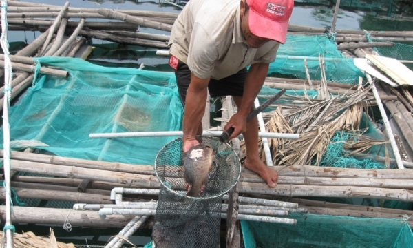 Phú Yên: Hàng loạt hộ dân điêu đứng vì cá chết