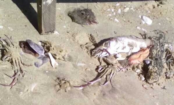 Du khách lo lắng khi thấy cá chết dọc một bãi tắm Vũng Tàu