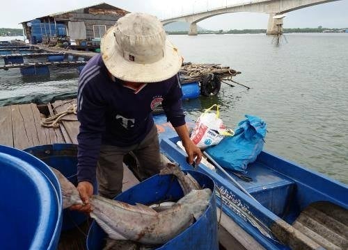 Cá chết tại Vũng Tàu là do ô nhiễm nguồn nước