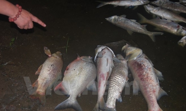 Cá lại chết nổi ven hồ ở Hà Nội