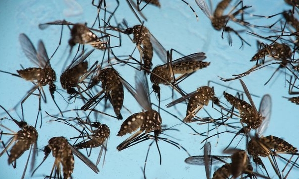 Loại muỗi này là kẻ thù của Zika và sốt xuất huyết