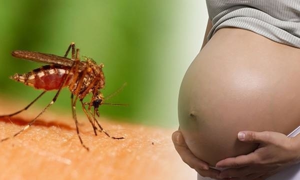Virus Zika có nguy cơ bùng phát thành dịch trong cộng đồng