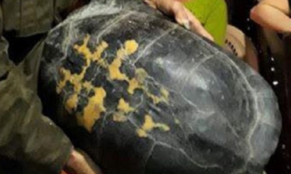 Phát hiện 'cụ' rùa khổng lồ trong ao rau muống