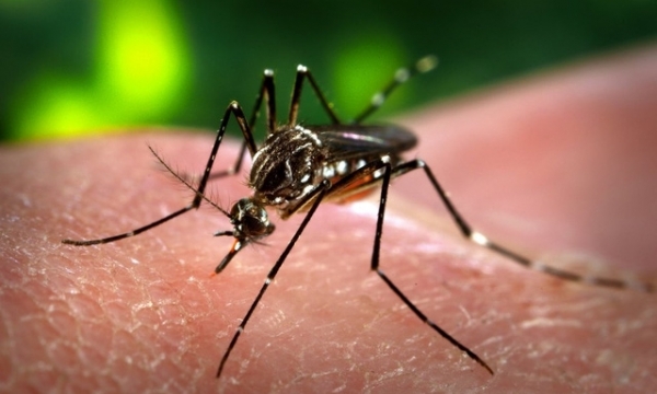 TP.HCM phát hiện 35 trường hợp nhiễm vi rút Zika