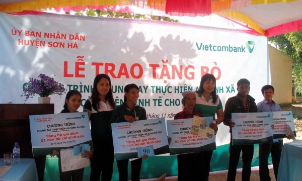 Vietcombank Quảng Ngãi trao tài trợ 100 con bò giống tại huyện miền núi Sơn Hà, tỉnh Quảng Ngãi